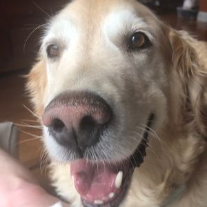 Meet your Posher, Susan